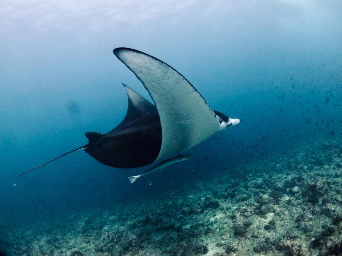 Vilu Thari Maldives Gasthof Mahibadhoo